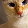 cat, close_up, blue_eyes, pink_nose, cream_fur, whiskers, pet, animal, feline, cute, curious, soft_light, portrait, indoor, domestic, mammal, face, nose, whisker, fur