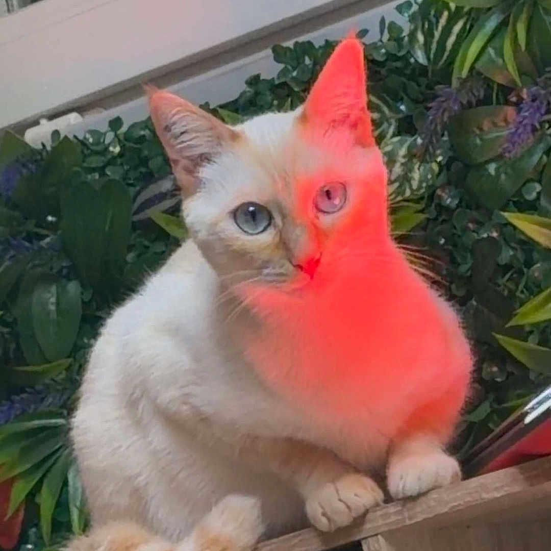 Yuki