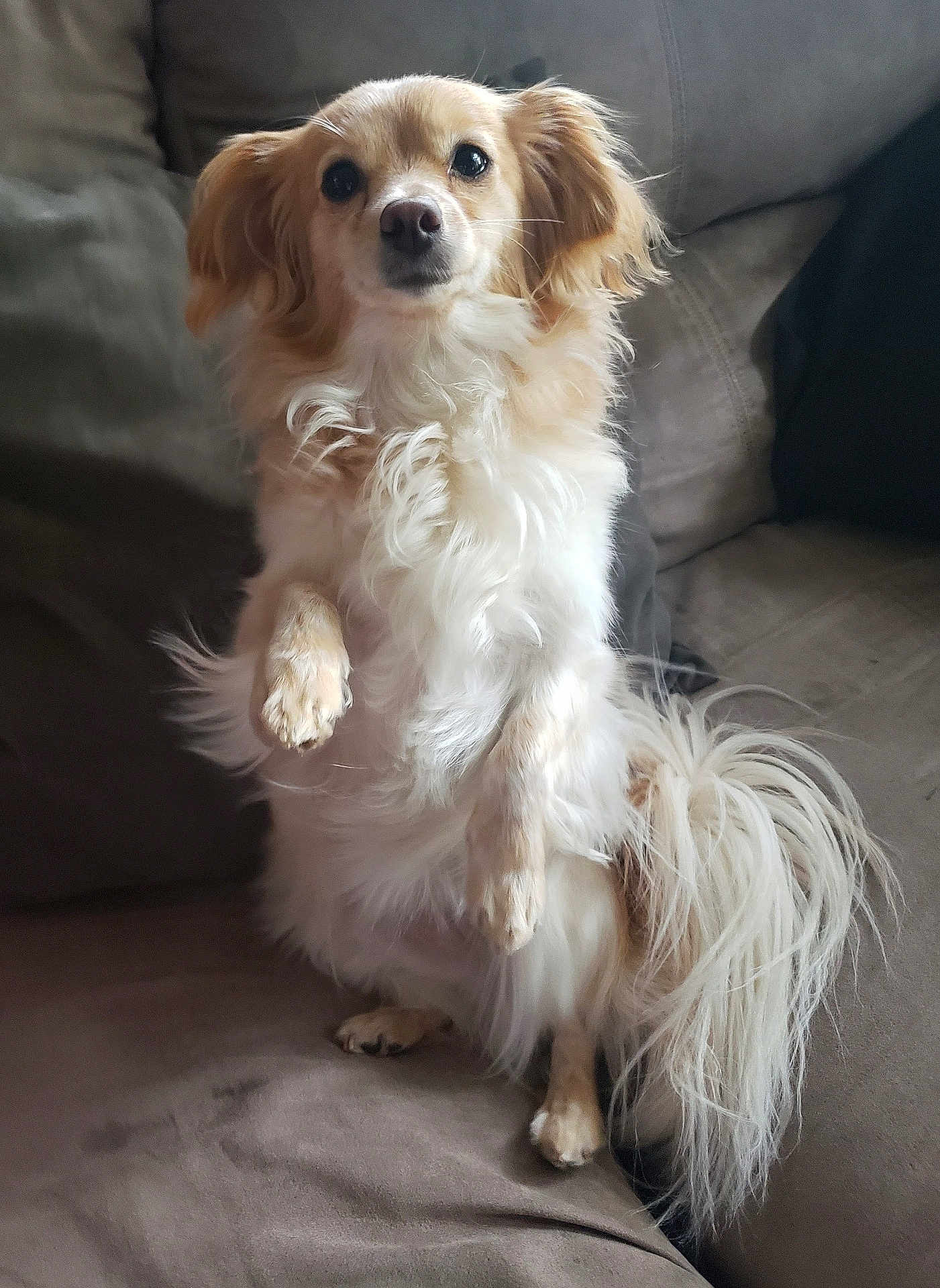 Molly