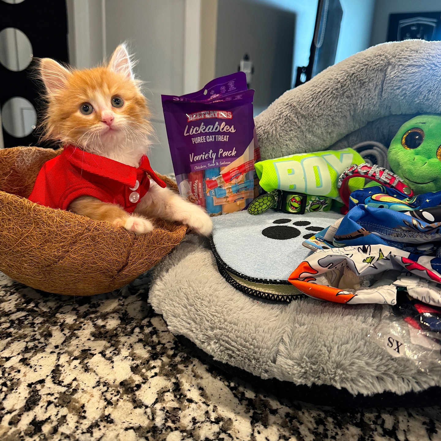 Rocket joined the competition — help win amazing prizes! animal, architecture, building, canine, cat, computerhardware, couch, cushion, dog, electronics, furniture, hardware, homedecor, indoors, kitten, livingroom, monitor, pet, room, screen