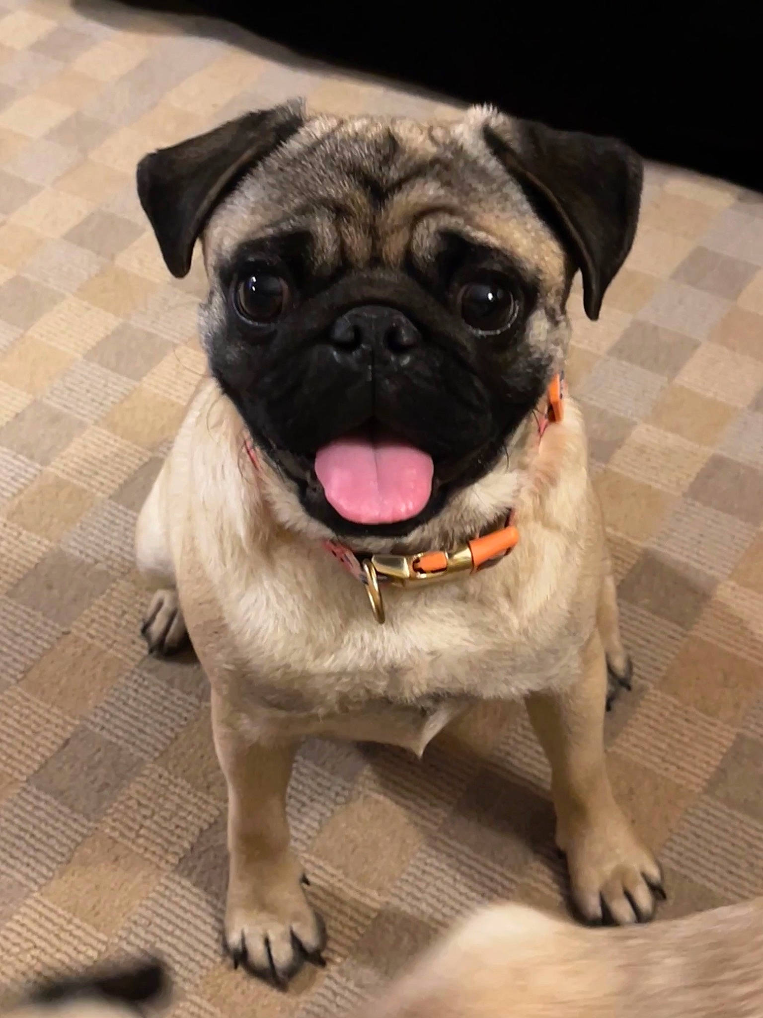 Loaf is registered to the contest to win money with this photo: ancient_dog_breeds, canidae, carnivore, companion_dog, dog, dog_breed, dog_collar, fawn, flooring, fur, pug, puppy, snout, sporting_group, terrestrial_animal, tongue, toy_dog, whiskers, working_animal, wrinkle