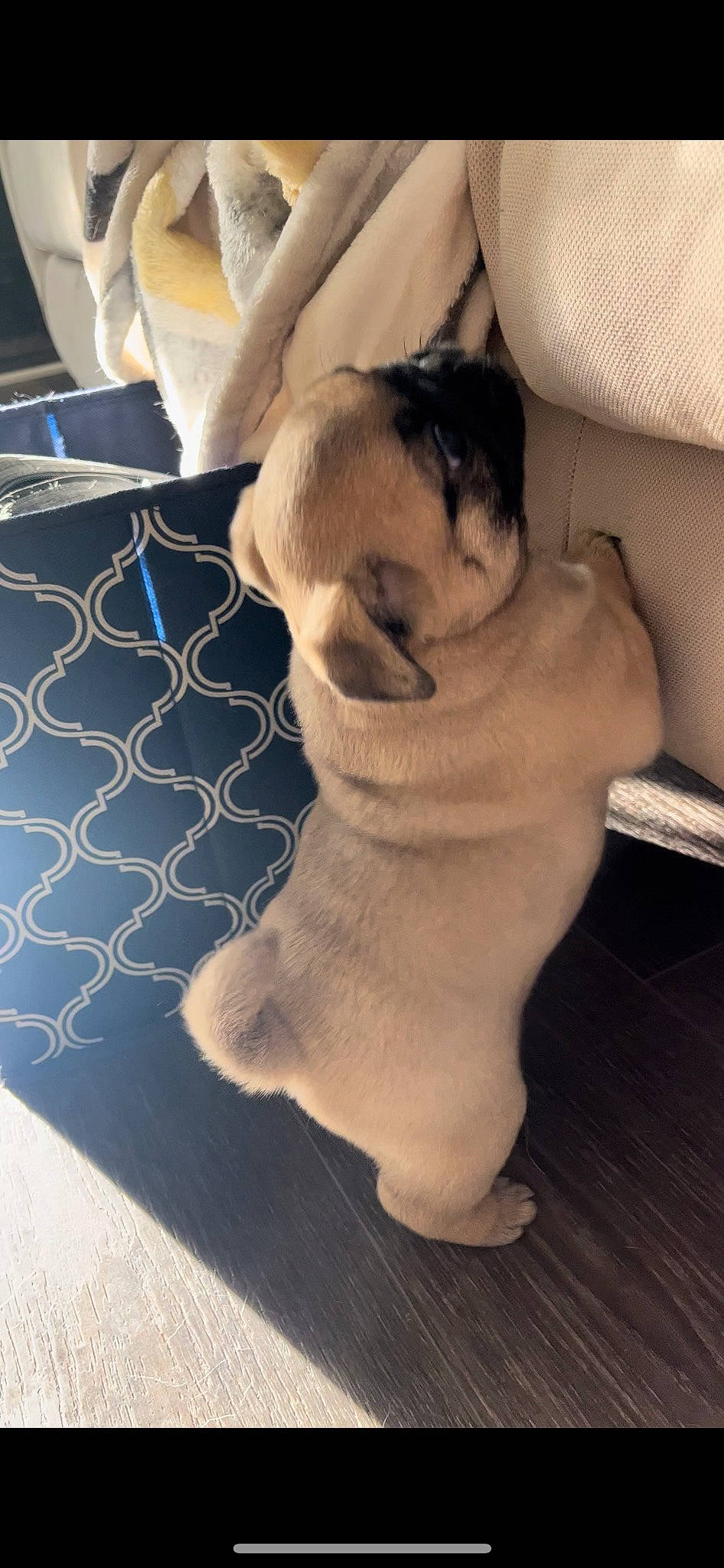 Loaf is registered to the contest to win money with this photo: carnivore, comfort, companion_dog, dog, dog_breed, fawn, felidae, flooring, foot, fur, linens, paw, small_to_medium_sized_cats, snout, sporting_group, tail, toy_dog, whiskers, wood, working_animal