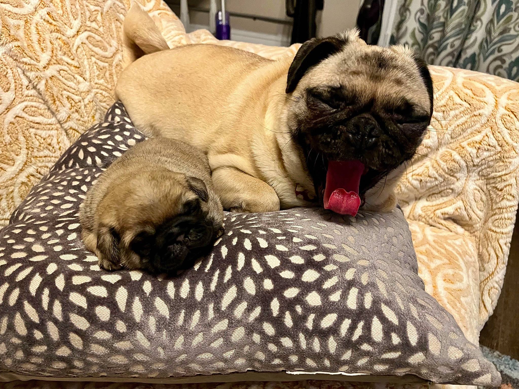 Loaf joined the competition — help win amazing prizes! carnivore, comfort, companion_dog, dog, dog_breed, dog_supply, fawn, felidae, fur, grey, linens, nap, pug, snout, sporting_group, terrestrial_animal, toy_dog, whiskers, working_animal, wrinkle