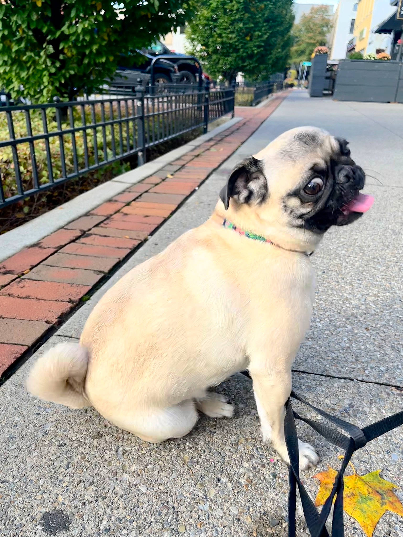 Lola is registered to the contest to win money with this photo: carnivore, collar, companion_dog, dog, dog_breed, dog_collar, fawn, fence, grass, leash, plant, pug, road_surface, sidewalk, snout, sporting_group, tail, tree, working_animal, wrinkle