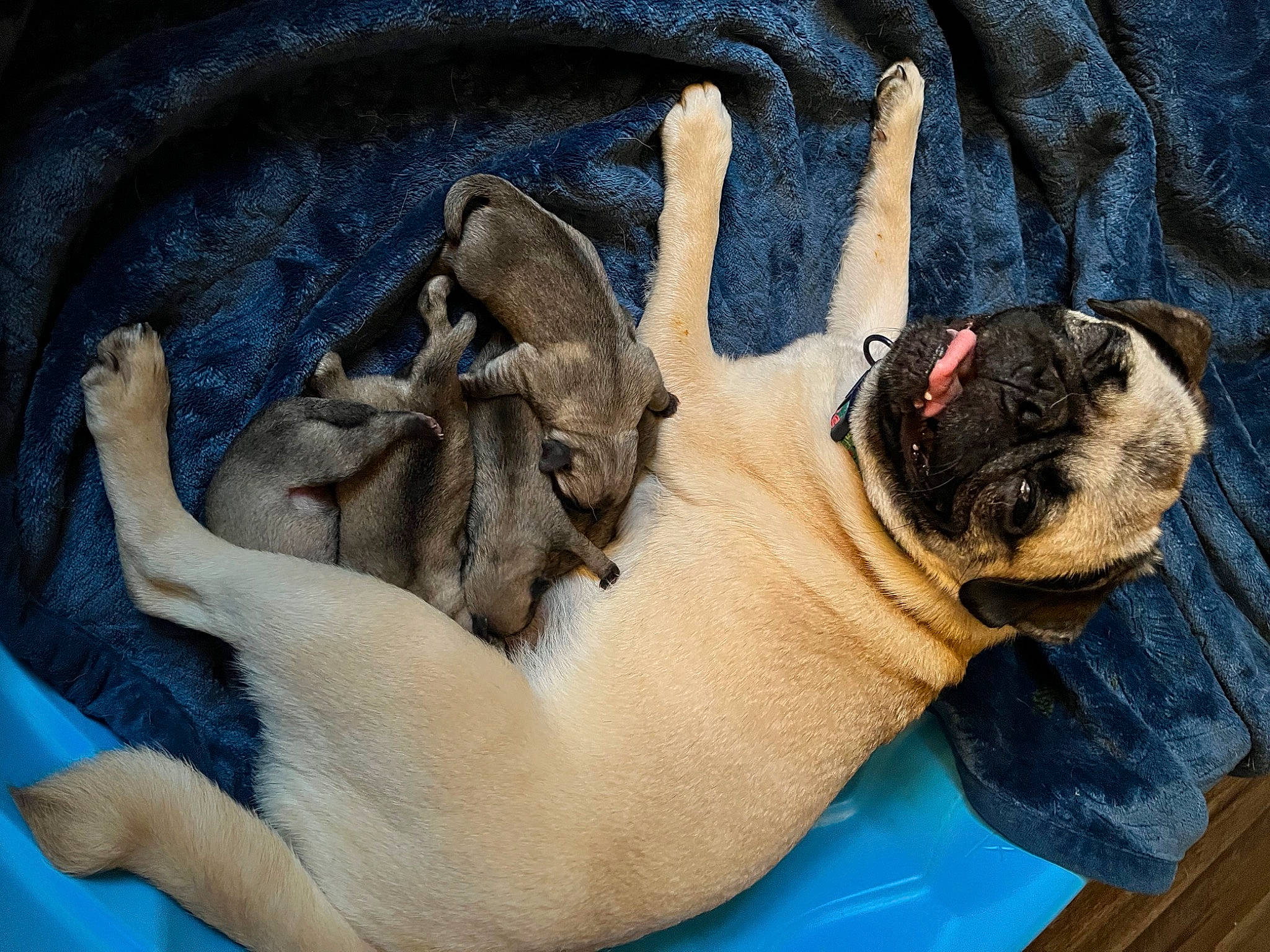 Lola is registered to the contest to win money with this photo: ancient_dog_breeds, bulldog, canidae, carnivore, comfort, companion_dog, dog, dog_breed, electric_blue, fawn, fur, non_sporting_group, paw, pug, sporting_group, terrestrial_animal, toy_dog, working_animal, wrinkle