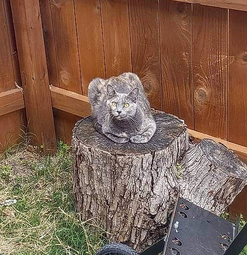 Autumn is registered to the contest to win money with this photo: art, carnivore, cat, chair, felidae, garden, grass, groundcover, hardwood, landscape, landscaping, lawn_ornament, plant, rock, sculpture, shrub, sitting, tree, trunk, wood