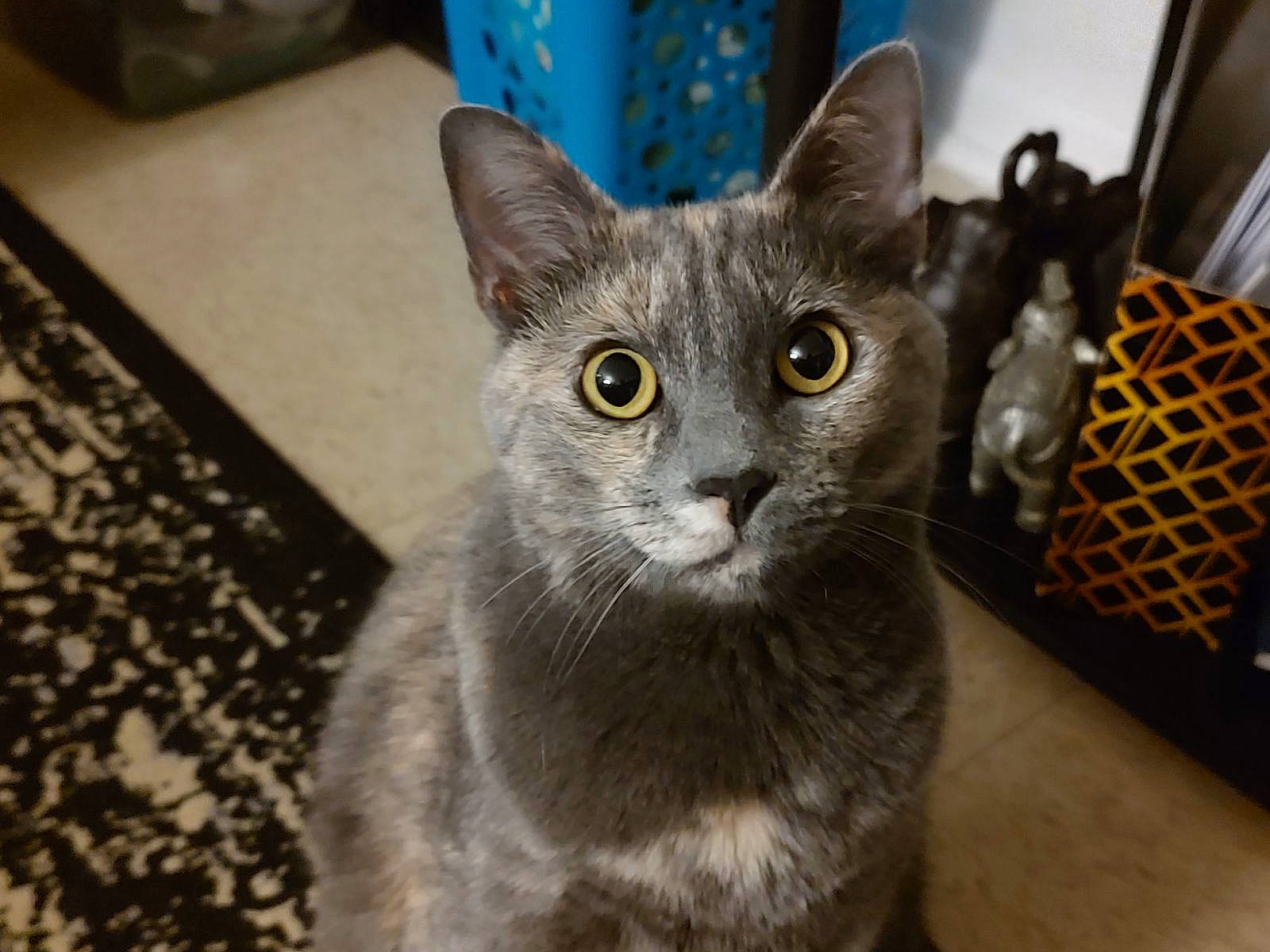 Autumn joined the competition — help win amazing prizes! carnivore, cat, cat_supply, domestic_short_haired_cat, felidae, fur, grey, russian_blue, small_to_medium_sized_cats, snout, whiskers