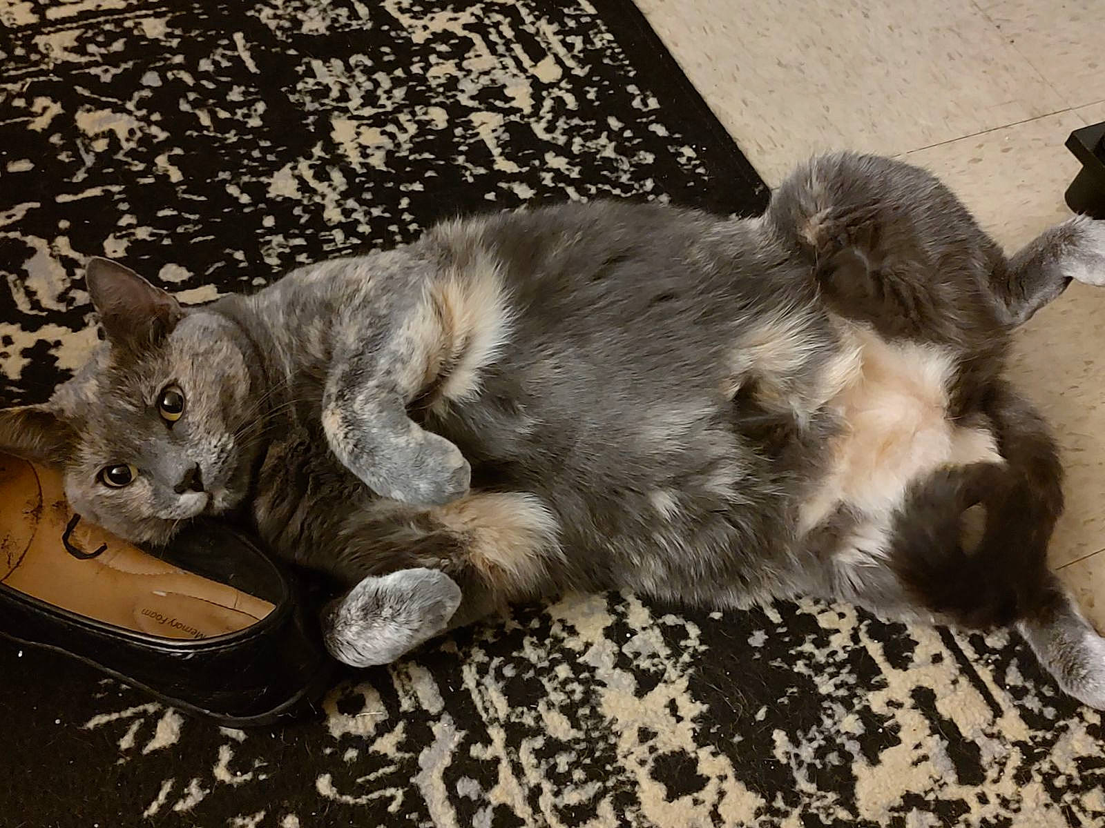 Autumn is registered to the contest to win money with this photo: canidae, carnivore, cat, claw, comfort, companion_dog, dog_breed, domestic_short_haired_cat, fawn, felidae, fur, grey, nap, paw, small_to_medium_sized_cats, snout, sporting_group, tail, terrestrial_animal, whiskers