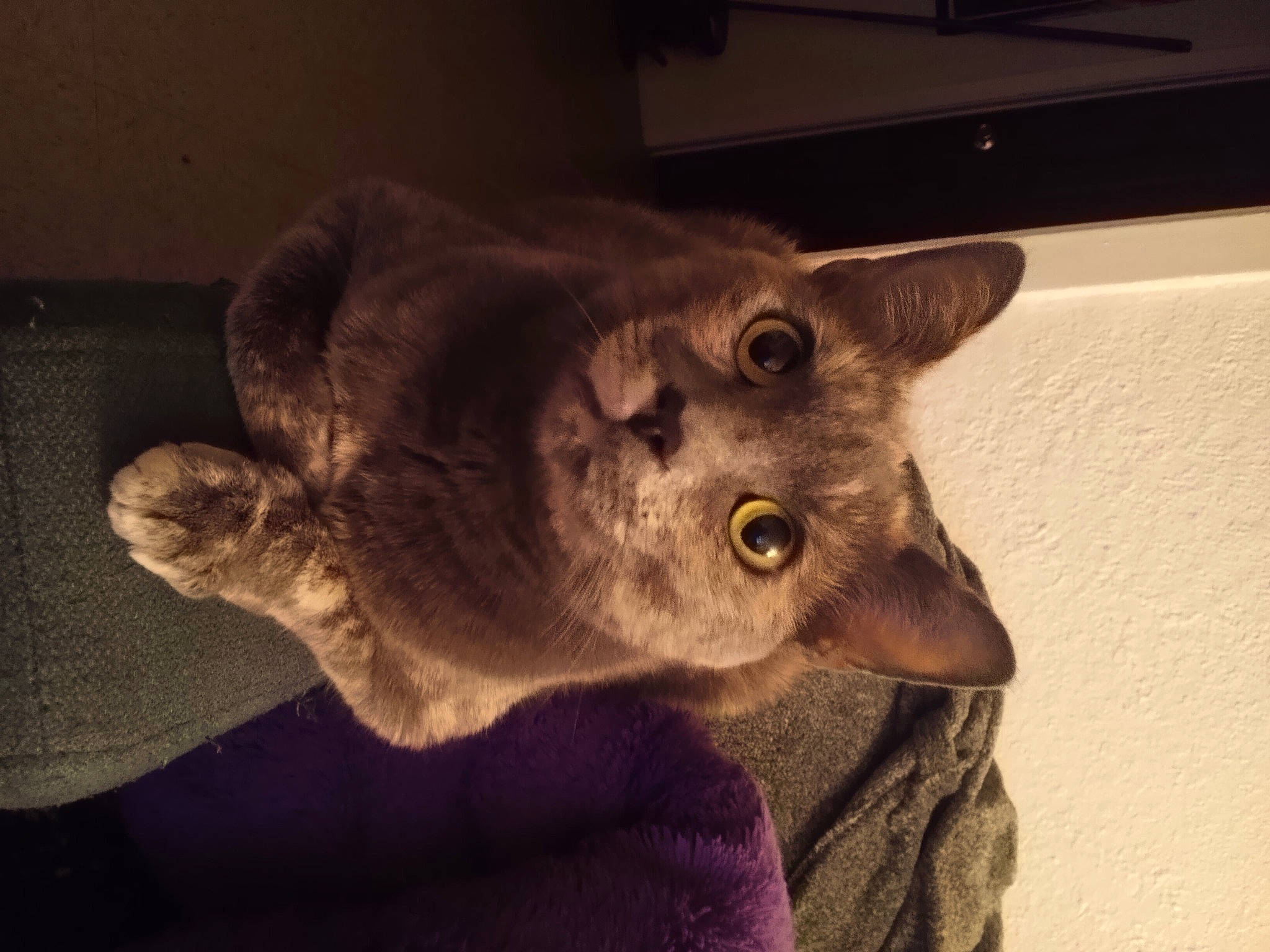 Autumn joined the competition — help win amazing prizes! canidae, carnivore, cat, cat_toy, domestic_short_haired_cat, ear, fang, fawn, felidae, fur, jaw, koala, paw, russian_blue, small_to_medium_sized_cats, snout, tail, whiskers