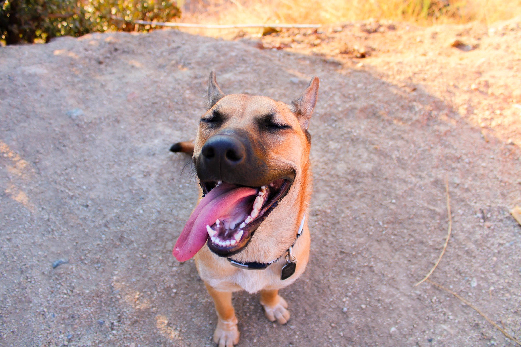 Red is registered to the contest to win money with this photo: canidae, carnivore, dog, dog_breed, fawn, mammal, pit_bull, potcake_dog, snout, sporting_group, street_dog, vertebrate