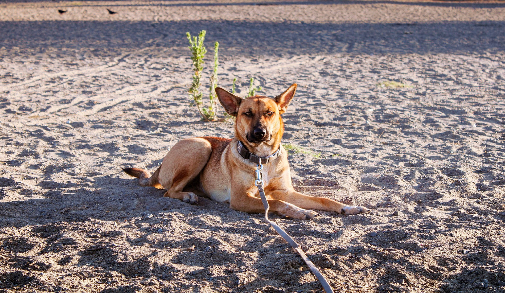 Red joined the competition — help win amazing prizes! africanis, beach, canidae, carnivore, carolina_dog, dog, dog_breed, fawn, hunting_dog, ibizan_hound, mammal, pariah_dog, podenco_canario, potcake_dog, sand, street_dog, summer, vacation, working_dog