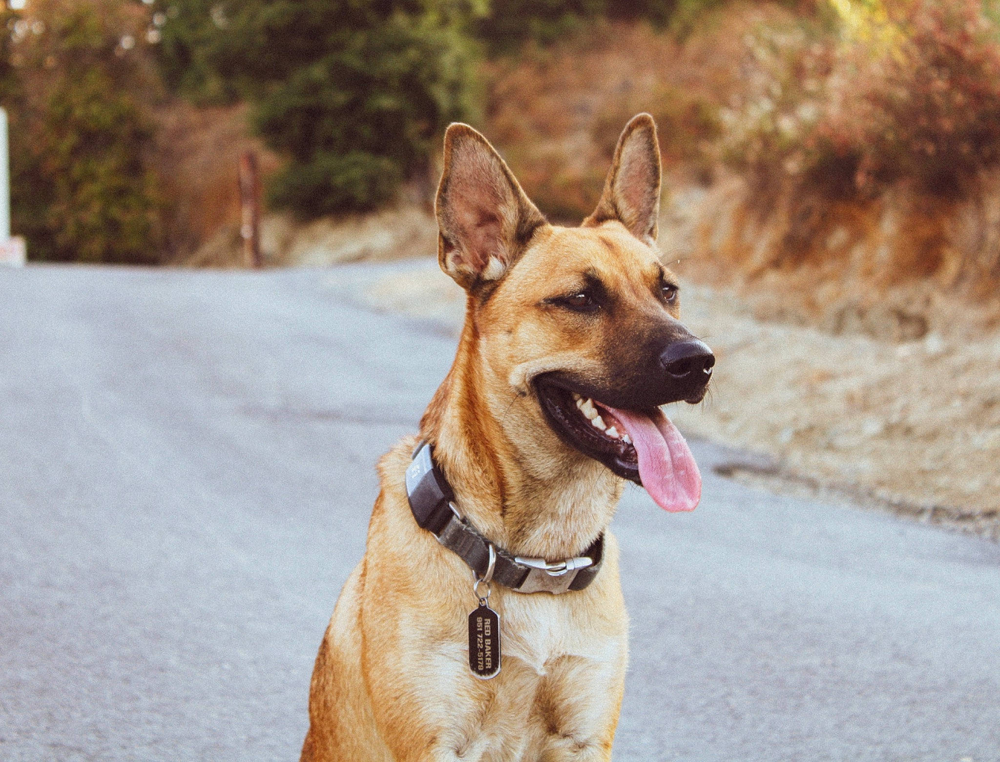 Red joined the competition — help win amazing prizes! canidae, carnivore, carolina_dog, collar, dog, dog_breed, dog_collar, ear, fawn, formosan_mountain_dog, german_shepherd_dog, great_dane, mammal, rare_breed_dog, snout, vertebrate, working_dog