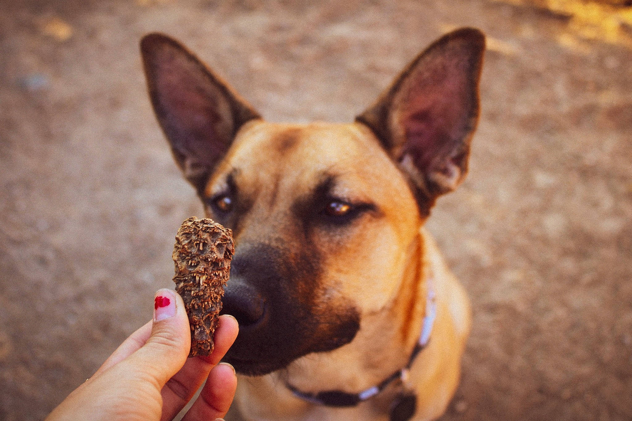 Red is registered to the contest to win money with this photo: australian_cattle_dog, canidae, carnivore, carolina_dog, dog, dog_breed, ear, eye, fawn, feist, formosan_mountain_dog, german_shepherd_dog, mammal, nose, snout, street_dog, vertebrate, working_dog