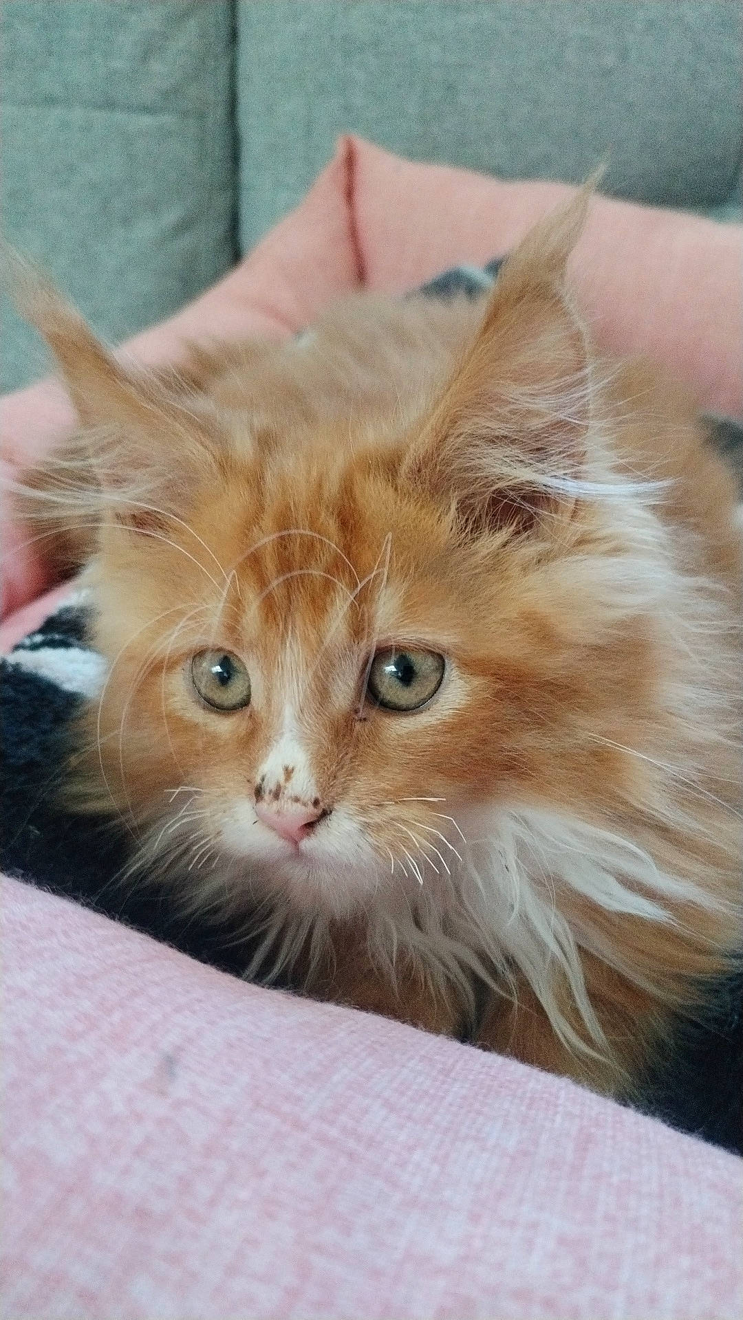 Ulmma participe au concours pour gagner de l'argent avec cette photo : box, british_longhair, cardboard, carnivore, cat, claw, domestic_short_haired_cat, fawn, felidae, fur, paw, small_to_medium_sized_cats, snout, tail, whiskers