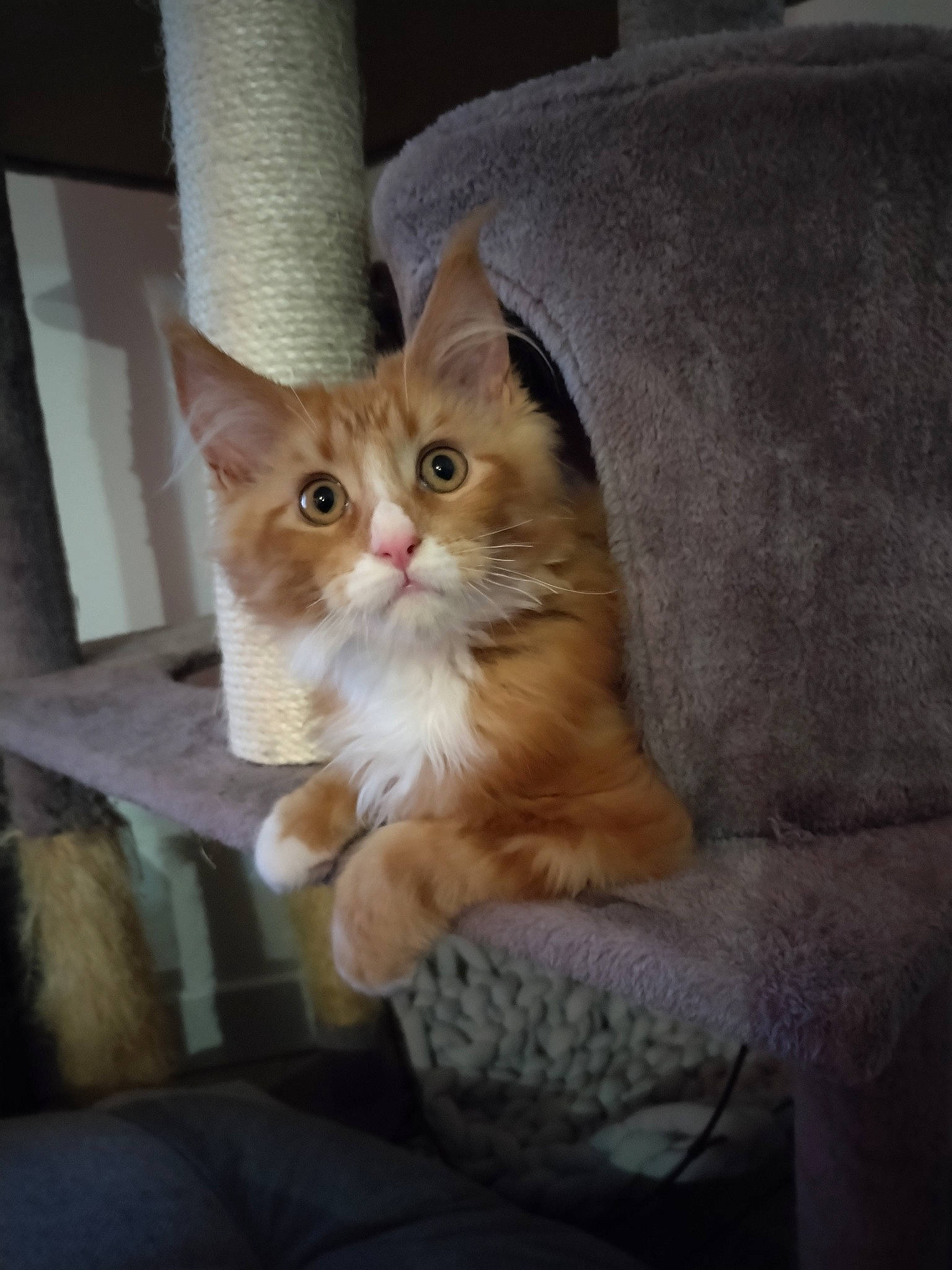 Ulmma participe au concours pour gagner de l'argent avec cette photo : box, carnivore, cat, claw, comfort, domestic_short_haired_cat, fawn, felidae, fur, hardwood, paw, sitting, small_to_medium_sized_cats, snout, tail, whiskers, window, wood