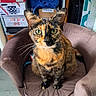 cat, tortoiseshell_cat, pet, animal, feline, sitting, chair, armchair, indoors, portrait, close_up, green_eyes, whiskers, ears, fur, striped_fur, black_orange, alert, home, boxes
