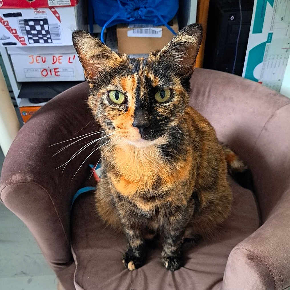 Nora