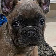 Artus participe au concours pour gagner de l'argent avec cette photo : puppy, dog, french_bulldog, close_up, ears, indoor, curious, pet, animal, cute, brown, fur, sitting, carpet, floor, portrait, young, face, eyes, domestic_animal