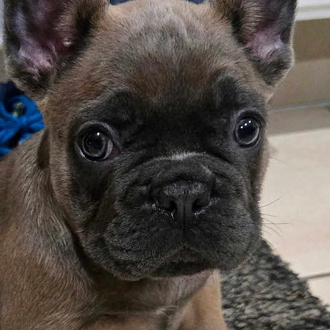 Artus participe au concours pour gagner de l'argent avec cette photo : animal, brown, carpet, close_up, curious, cute, dog, domestic_animal, ears, eyes, face, floor, french_bulldog, fur, indoor, pet, portrait, puppy, sitting, young