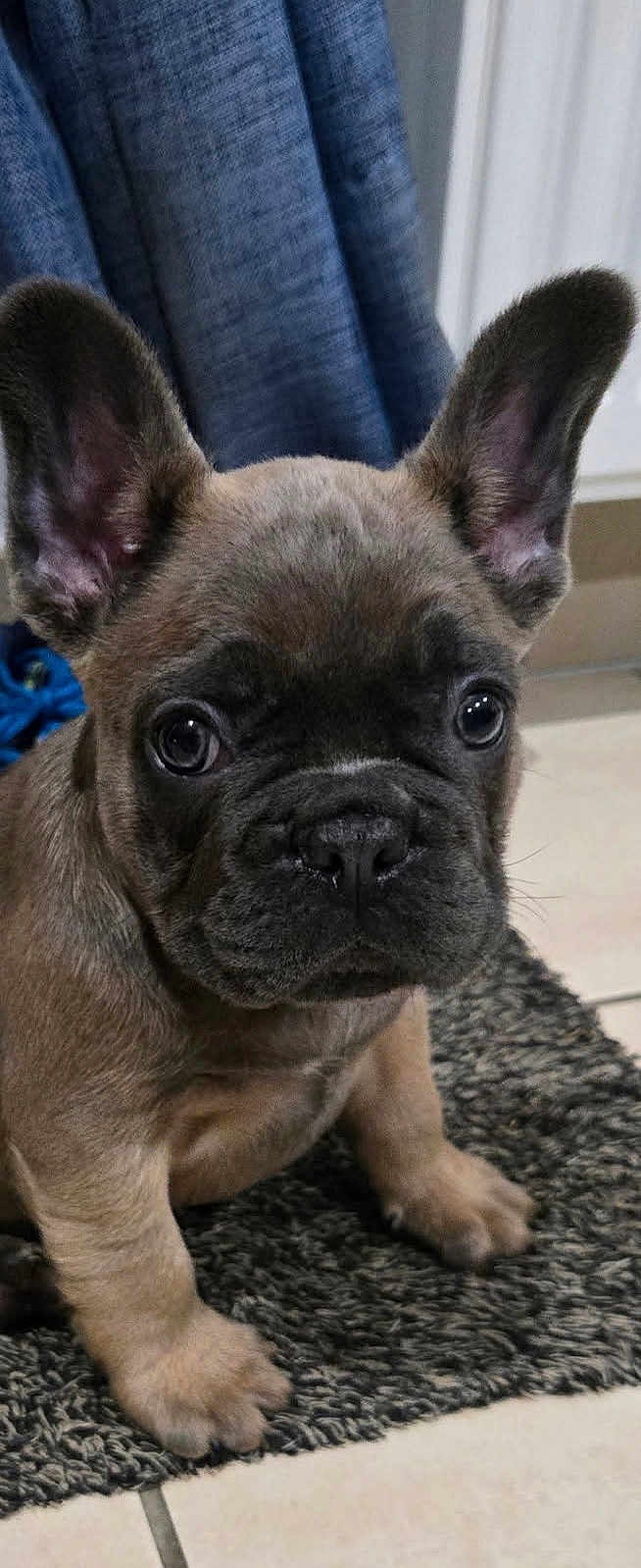 Artus participe au concours pour gagner de l'argent avec cette photo : puppy, dog, french_bulldog, close_up, ears, indoor, curious, pet, animal, cute, brown, fur, sitting, carpet, floor, portrait, young, face, eyes, domestic_animal