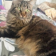 Tess participe au concours pour gagner de l'argent avec cette photo : animal, bed, bedding, bedroom, blanket, cat, close_up, cozy, ears, fluffy, fur, green_eyes, indoors, long_hair, lying_down, pet, portrait, relaxed, tabby, whiskers