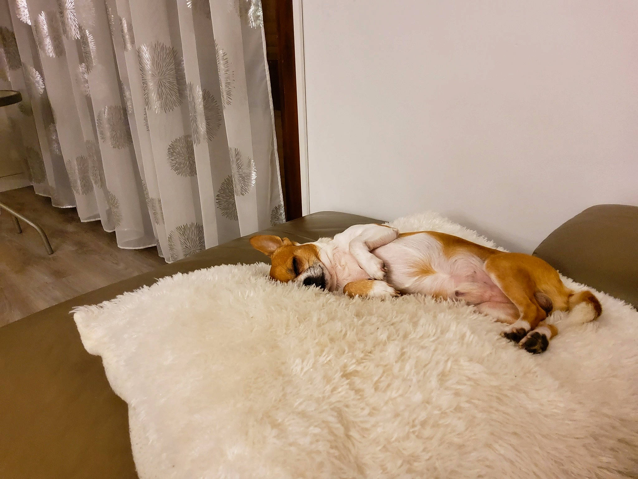 Isko participe au concours pour gagner de l'argent avec cette photo : bed, bedding, carnivore, comfort, companion_dog, curtain, dog, dog_breed, fawn, felidae, flooring, fur, hardwood, linens, small_to_medium_sized_cats, sporting_group, tail, textile, wood, working_animal