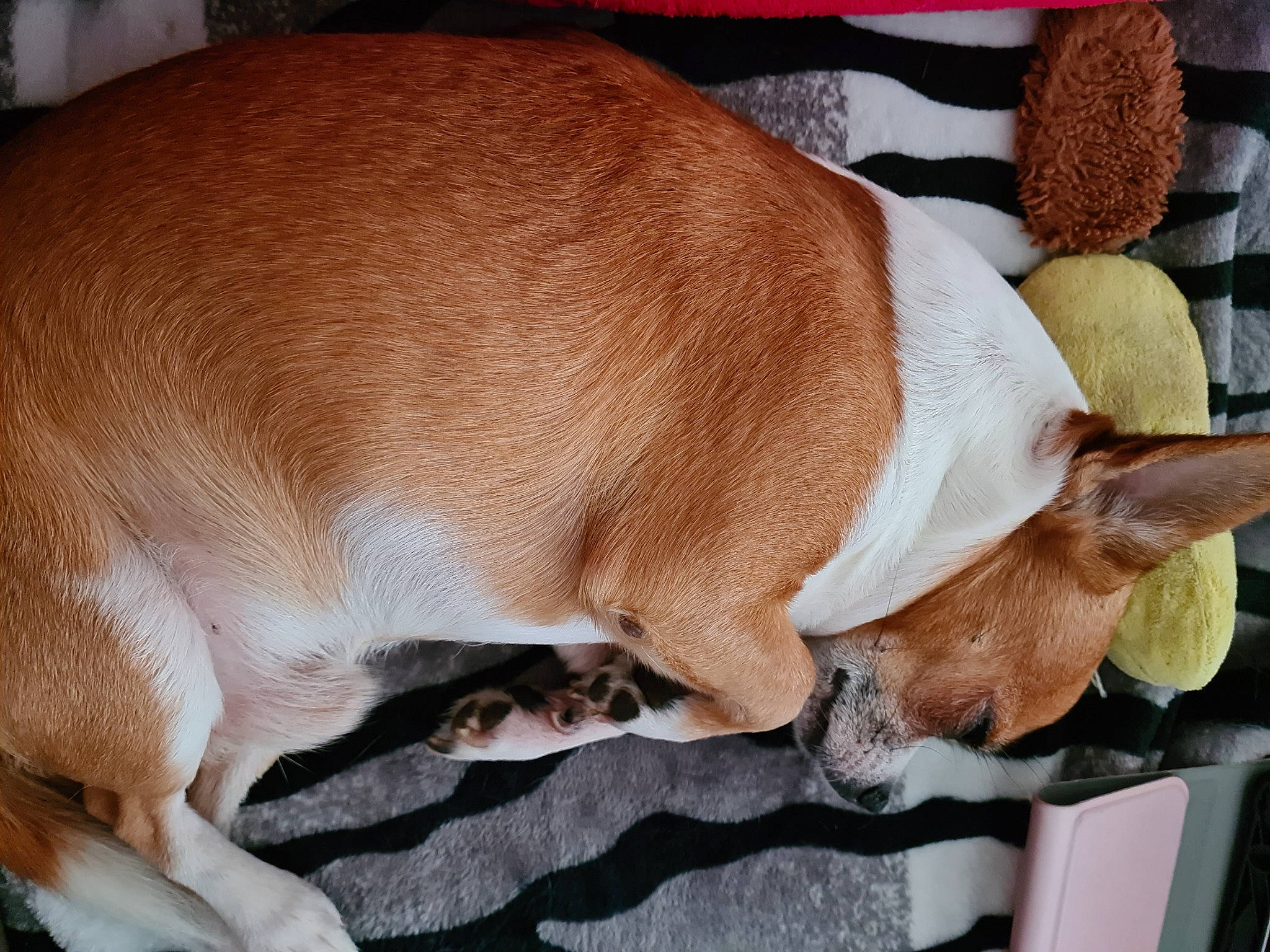 Isko a rejoint le concours — aidez-le/la à gagner de superbes lots ! canidae, carnivore, collar, comfort, companion_dog, dog, dog_breed, dog_supply, ear, fawn, fur, gun_dog, linens, liver, nap, pet_supply, snout, sporting_group, whiskers, working_animal