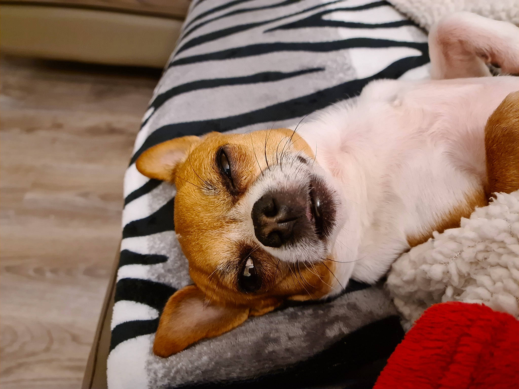 Isko participe au concours pour gagner de l'argent avec cette photo : canidae, carnivore, collar, comfort, companion_dog, couch, dog, dog_breed, fawn, fur, linens, paw, plush, snout, sporting_group, stuffed_toy, textile, whiskers, wood, working_animal