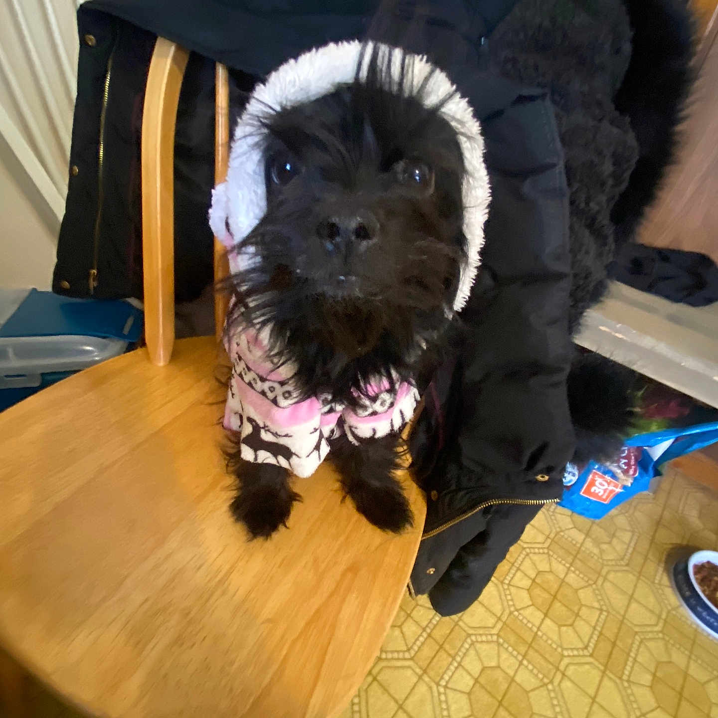 Precious is registered to the contest to win money with this photo: animal, black_dog, canine, cozy, curious, cute, dog, domestic, flooring, fur, furniture, home, hood, indoor, jacket, pet_clothing, pet_food, small_dog, table, wooden_chair