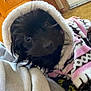 Precious is registered to the contest to win money with this photo: puppy, dog, blanket, indoor, cozy, black_fur, hood, curious, pet, animal, cute, snuggled, soft, warm, patterned_blanket, fur, face, closeup, indoors, resting