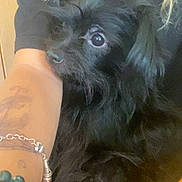 Precious is registered to the contest to win money with this photo: dog, black_dog, pet, fur, animal, indoor, person, arm, bracelet, tattoo, black_shirt, closeup, cute, companion, furry, looking_away, resting, comfort, human, casual