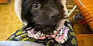 Precious joined the competition — help win amazing prizes! dog, black_dog, indoor, pet, fur, clothing, cozy, hood, looking_up, lap, wooden_furniture, flooring, patterned_floor, eyes, close_up, animal, cute, small_dog, curious, person