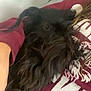 Precious is registered to the contest to win money with this photo: dog, black_dog, long_fur, person, maroon_sweatshirt, cuddling, cozy, indoor, hair, close_up, pet, animal, furry, casual, relaxed, comfort, resting, human_arm, white_wall, text_on_clothing