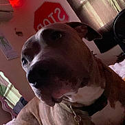 Layla joined the competition — help win amazing prizes! dog, pet, indoor, bed, blanket, collar, wall, poster, stop_sign, red_led_lights, furniture, curtains, relaxed, canine, closeup, brown_dog, domestic_animal, cozy, room, resting