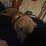 Layla is registered to the contest to win money with this photo: animal, bed, blanket, brindle, brown, comfort, cozy, dog, dresser, fur, furniture, hand, indoor, peaceful, pet, pillow, relaxation, resting, room, sleeping