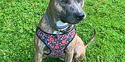 Layla joined the competition — help win amazing prizes! alert, animal, brindle, canine, collar, cute, daylight, dog, ears, floral_pattern, fur, grass, greenery, harness, leash, nature, outdoor, park, pet, sitting