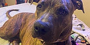 Layla joined the competition — help win amazing prizes! dog, brindle, pet, indoor, bed, blanket, collar, tag, fur, ears, tail, face, animal, resting, comfort, home, furniture, mirror, room, cute