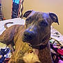 dog, brindle, pet, indoor, bed, blanket, collar, tag, fur, ears, tail, face, animal, resting, comfort, home, furniture, mirror, room, cute