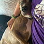 Layla joined the competition — help win amazing prizes! animal, arm, bed, blanket, brindle, canine, casual, closeup, comfort, cozy, dog, friendship, human, indoor, nap, pet, purple_shirt, relaxation, resting, sleeping
