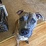 dog, brindle, pet, canine, indoor, carpet, wood_floor, sitting, looking_up, ears, face, nose, collar, animal, domestic_animal, brown, black, white, floor, bag