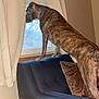 dog, brindle, couch, window, curtains, pillow, indoor, pet, animal, furniture, looking_out, alert, standing, domestic, home_interior, wall, natural_light, collar, canine, living_room