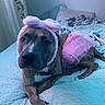 Layla And Axel is registered to the contest to win money with this photo: dog, bed, blanket, pink_tutu, headband, bunny_ears, fur, paw, collar, indoor, pet, animal, cute, resting, looking, cozy, blue_light, fabric, fur_pattern, sleeping_area