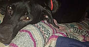 Layla And Axel is registered to the contest to win money with this photo: dog, black_dog, blanket, bed, collar, indoor, furniture, dresser, resting, pet, animal, cozy, night, room, casual, candid, looking, lying_down, fabric, home