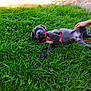Asko a rejoint le concours — aidez-le/la à gagner de superbes lots ! adorable, animal, canine, cute, dog, fun, grass, grass_field, greenery, hand, lying_down, nature, outdoor, pet, playful, puppy, red_harness, summer, sunlight, young_dog