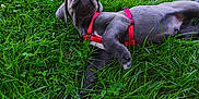 Asko participe au concours pour gagner de l'argent avec cette photo : animal, canine, closeup, daylight, dog, grass, grass_blades, greenery, leisure, mammal, nature, outdoor, pet, playful, puppy, red_harness, relaxing, summer, sunlight, young_dog