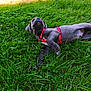animal, canine, closeup, daylight, dog, grass, grass_blades, greenery, leisure, mammal, nature, outdoor, pet, playful, puppy, red_harness, relaxing, summer, sunlight, young_dog