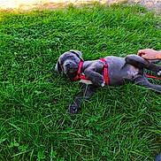 Asko a rejoint le concours — aidez-le/la à gagner de superbes lots ! animal, canine, cute, daylight, dog, grass, grass_field, greenery, hand, looking_at_camera, lying_down, nature, outdoor, pet, playful, puppy, red_harness, resting, summer, young