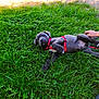 animal, canine, cute, daylight, dog, grass, grass_field, greenery, hand, looking_at_camera, lying_down, nature, outdoor, pet, playful, puppy, red_harness, resting, summer, young