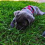 Asko participe au concours pour gagner de l'argent avec cette photo : animal, canine, closeup, cute, dog, field, grass, greenery, laying_down, leisure, nature, outdoor, pet, playing, puppy, red_harness, sniffing, summer, sunlight, young_dog