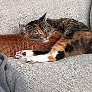 Simba And His Mom is registered to the contest to win money with this photo: blanket, cat, closeup, couch, cozy, domestic_animal, feline, fur, indoor, orange_cat, paw, pet, relaxed, resting, sleeping, snuggling, soft_texture, tabby_cat, two_animals, whiskers